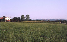 モンテパプリオーロ畑