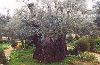 ゲッセマニのオリーブの木