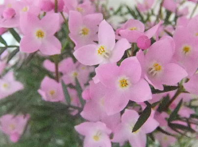 ピンクの小花