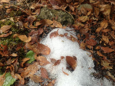 雪と枯葉