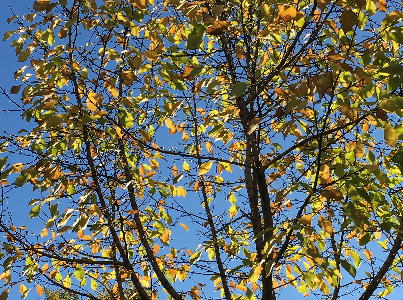  青空と紅葉する木 