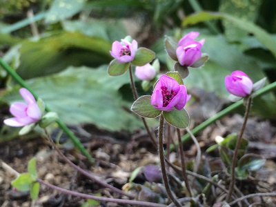  小さな紫の花 