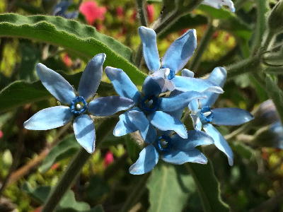  青い花 