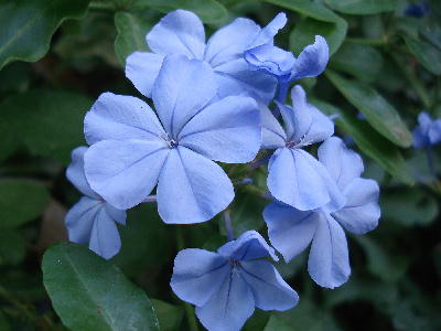  チェントロ・アレッティの庭にある青い花 