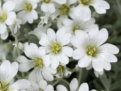  白い花 