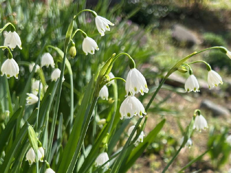  スノーフレーク 