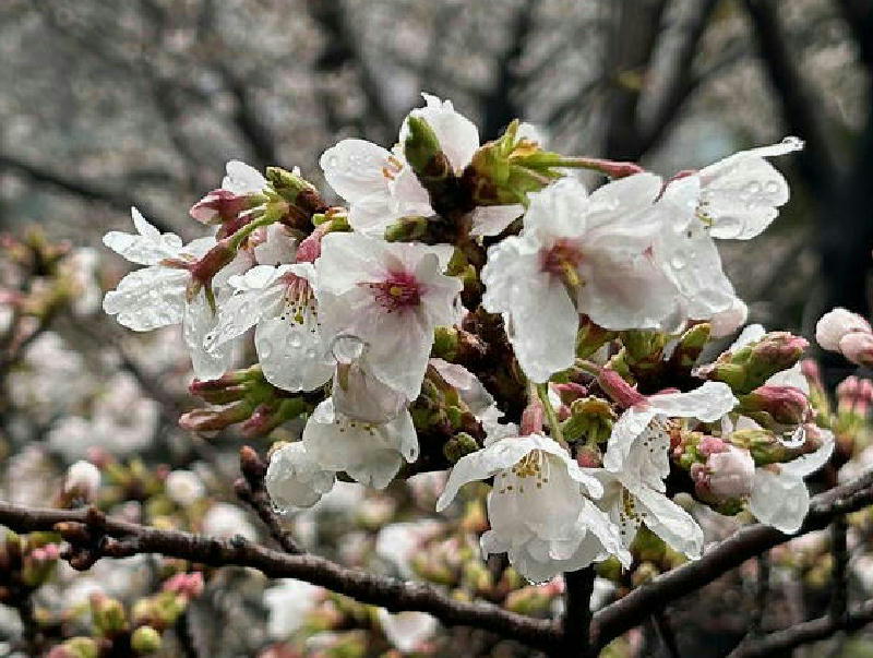  雨のサクラ 